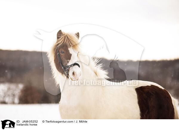 Icelandic horse / JAM-05252