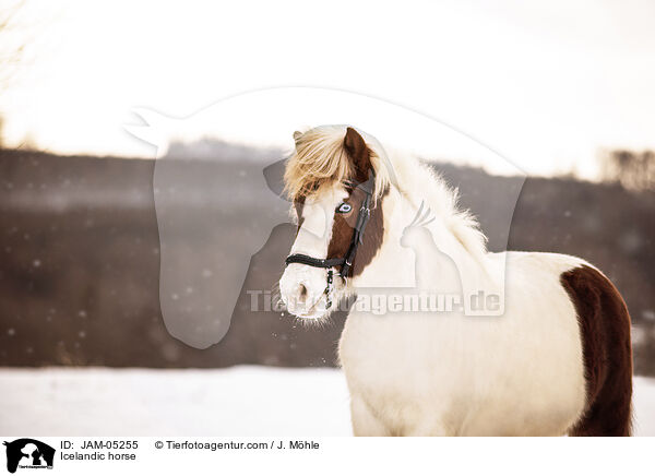 Icelandic horse / JAM-05255