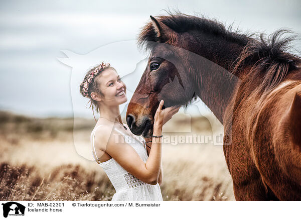 Icelandic horse / MAB-02301