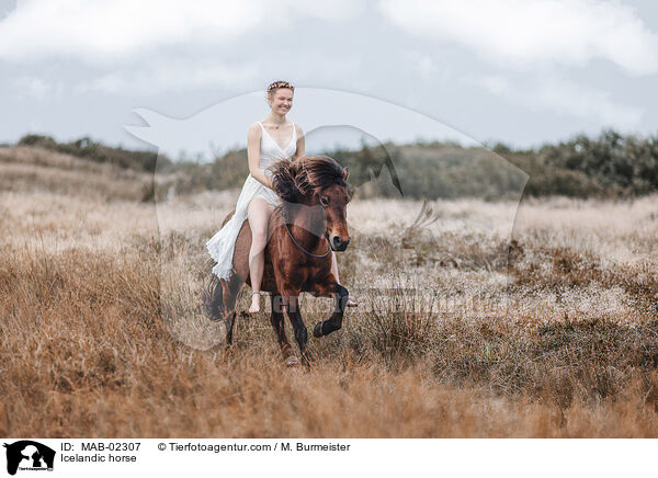 Islnder / Icelandic horse / MAB-02307