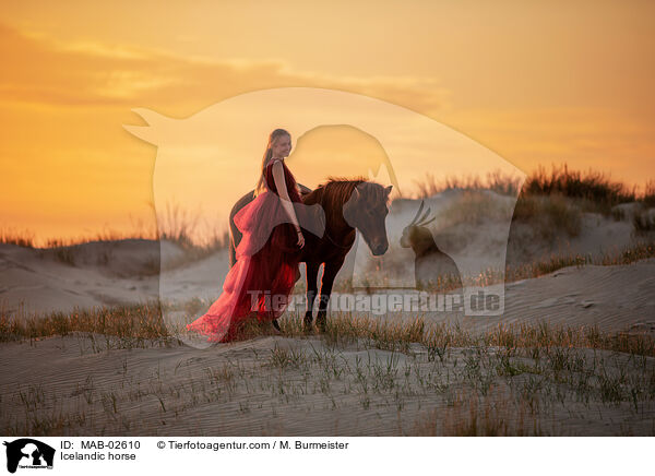 Islnder / Icelandic horse / MAB-02610