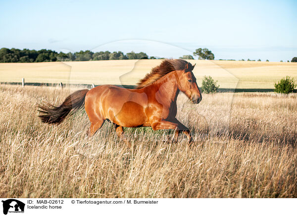 Islnder / Icelandic horse / MAB-02612