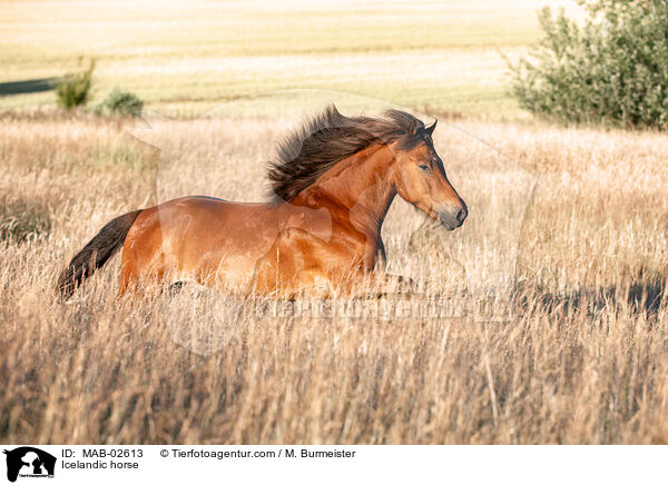 Icelandic horse / MAB-02613