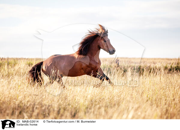 Islnder / Icelandic horse / MAB-02614