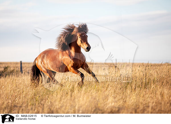 Islnder / Icelandic horse / MAB-02615