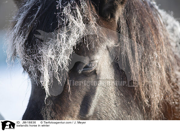 Islnder im Winter / icelandic horse in winter / JM-18836