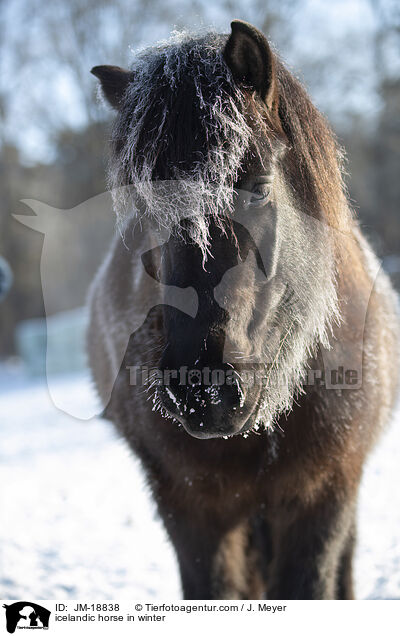 Islnder im Winter / icelandic horse in winter / JM-18838