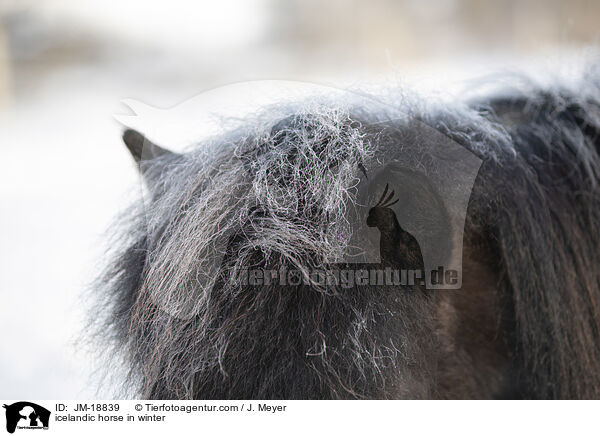 Islnder im Winter / icelandic horse in winter / JM-18839