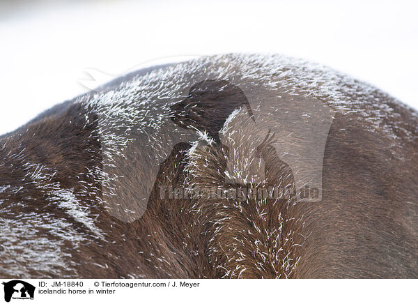 icelandic horse in winter / JM-18840