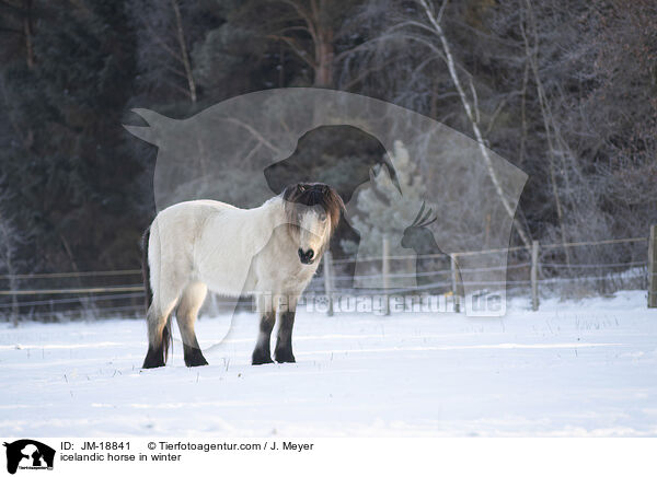 Islnder im Winter / icelandic horse in winter / JM-18841