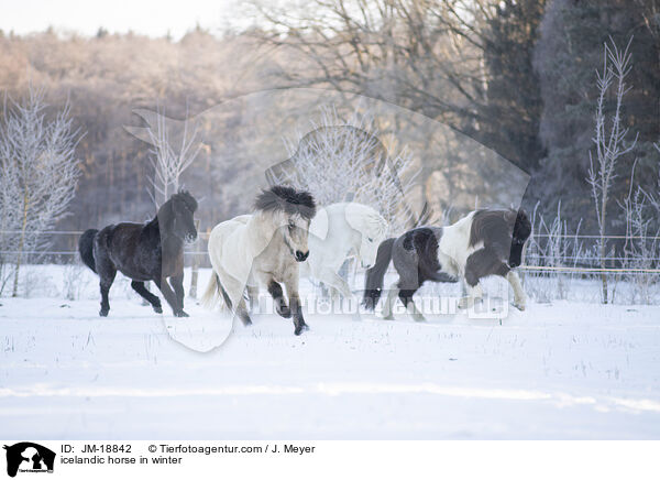 Islnder im Winter / icelandic horse in winter / JM-18842