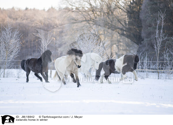 icelandic horse in winter / JM-18842