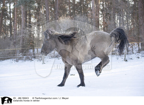 Islnder im Winter / icelandic horse in winter / JM-18843