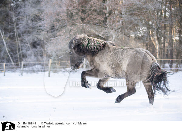 Islnder im Winter / icelandic horse in winter / JM-18844