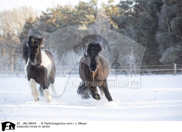 Islnder im Winter / icelandic horse in winter / JM-18845