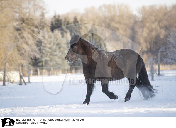 Islnder im Winter / icelandic horse in winter / JM-18846