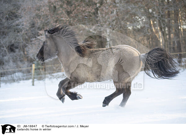 Islnder im Winter / icelandic horse in winter / JM-18847
