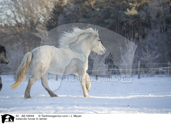 Islnder im Winter / icelandic horse in winter / JM-18848