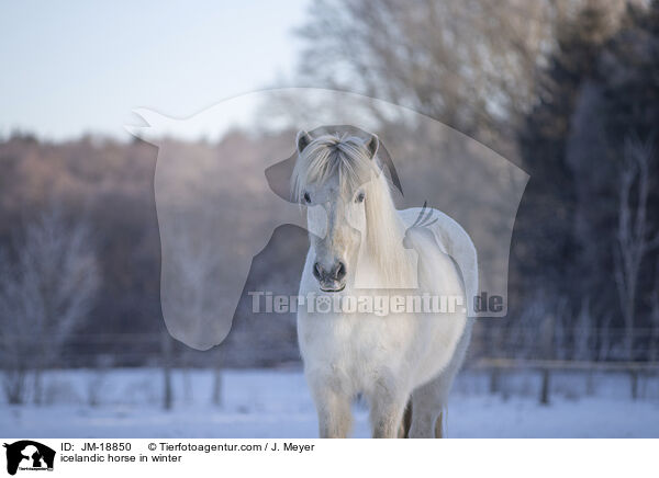 Islnder im Winter / icelandic horse in winter / JM-18850