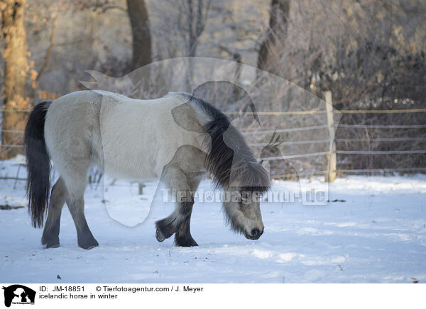 icelandic horse in winter / JM-18851