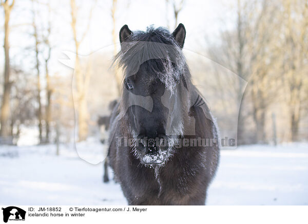 Islnder im Winter / icelandic horse in winter / JM-18852