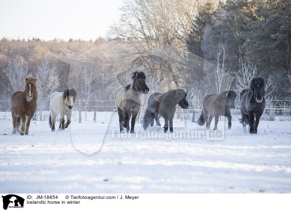Islnder im Winter / icelandic horse in winter / JM-18854