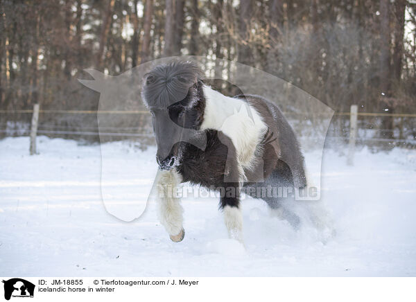 icelandic horse in winter / JM-18855