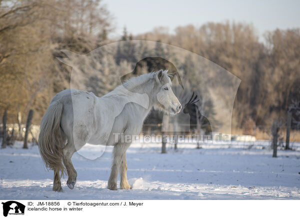 icelandic horse in winter / JM-18856