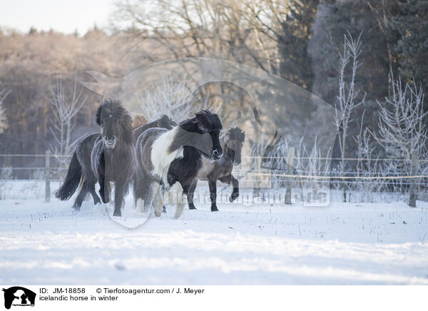 Islnder im Winter / icelandic horse in winter / JM-18858