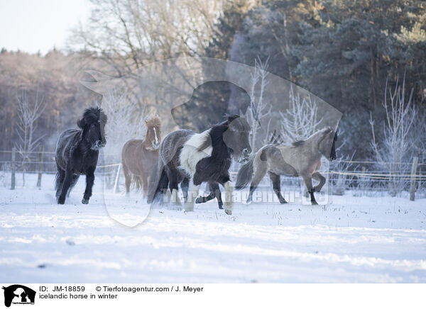 Islnder im Winter / icelandic horse in winter / JM-18859