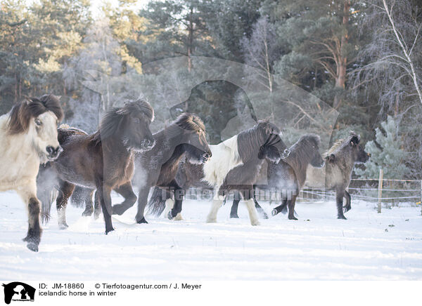 icelandic horse in winter / JM-18860