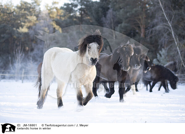 Islnder im Winter / icelandic horse in winter / JM-18861