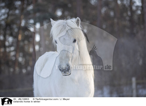 Islnder im Winter / icelandic horse in winter / JM-18863