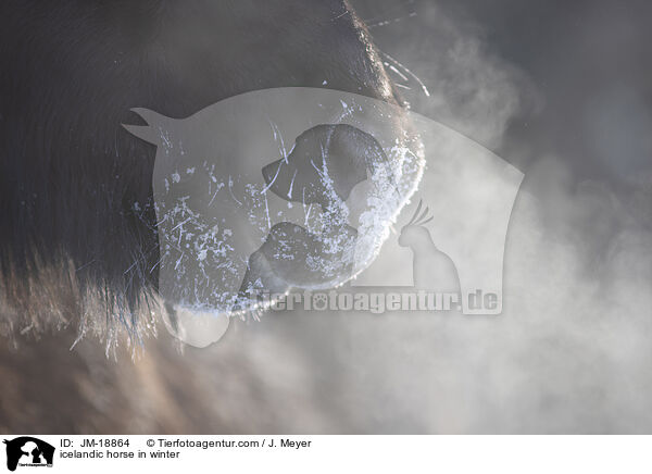 icelandic horse in winter / JM-18864