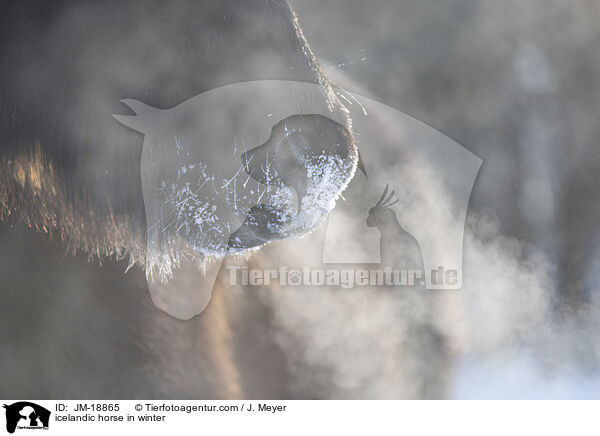 icelandic horse in winter / JM-18865