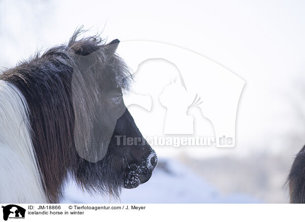 Islnder im Winter / icelandic horse in winter / JM-18866