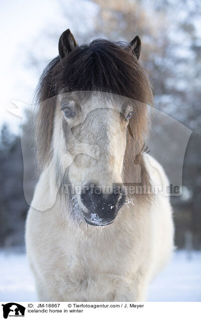 Islnder im Winter / icelandic horse in winter / JM-18867