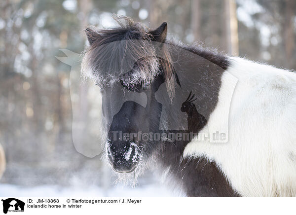 icelandic horse in winter / JM-18868