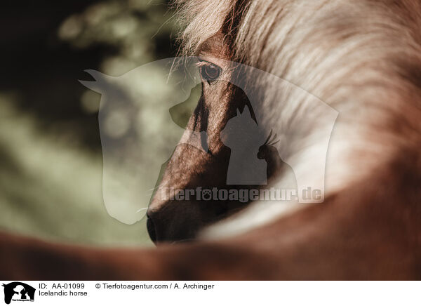 Islnder / Icelandic horse / AA-01099