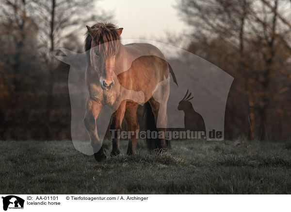 Islnder / Icelandic horse / AA-01101