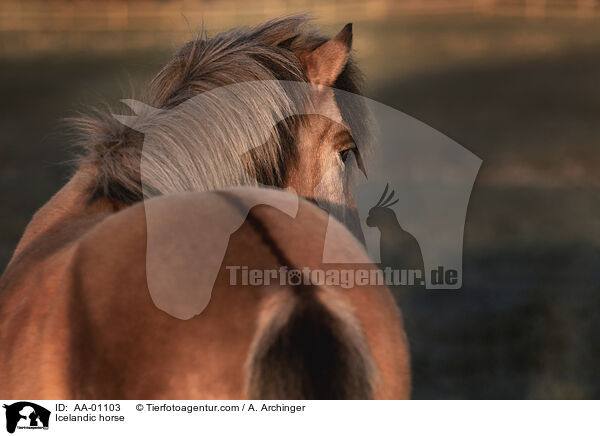 Islnder / Icelandic horse / AA-01103