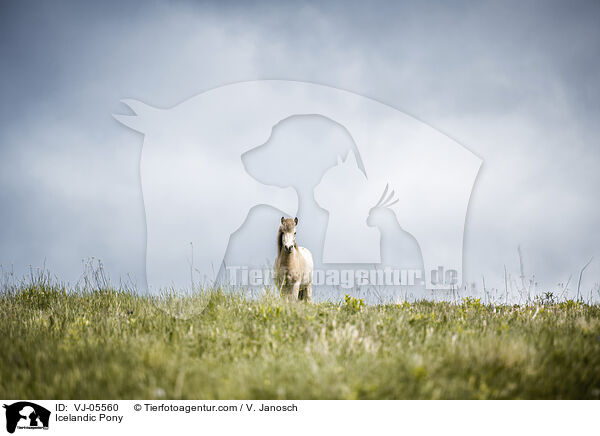 Icelandic Pony / VJ-05560