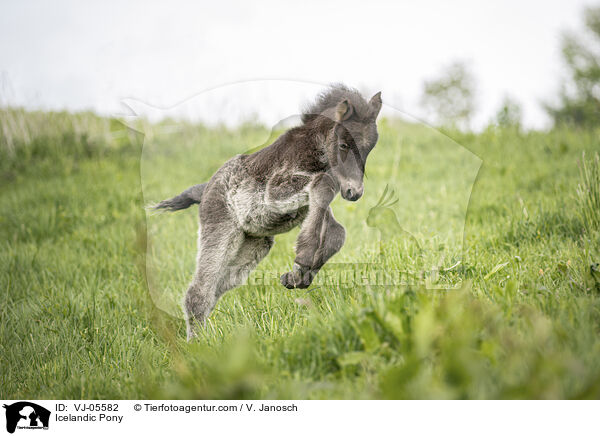 Islnder / Icelandic Pony / VJ-05582