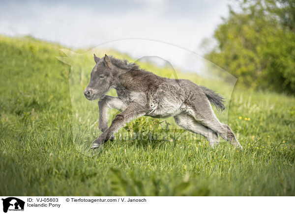 Islnder / Icelandic Pony / VJ-05603