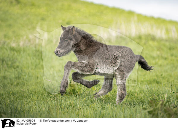 Islnder / Icelandic Pony / VJ-05604
