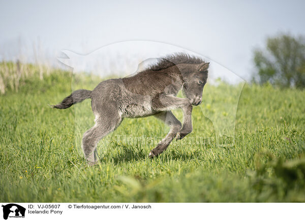 Islnder / Icelandic Pony / VJ-05607