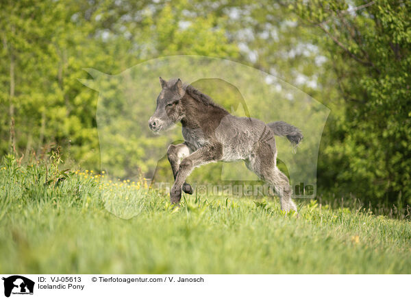 Islnder / Icelandic Pony / VJ-05613