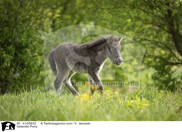 Islnder / Icelandic Pony / VJ-05632