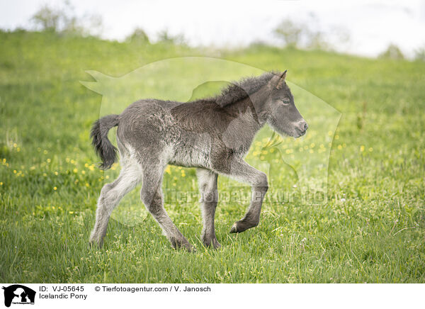 Islnder / Icelandic Pony / VJ-05645