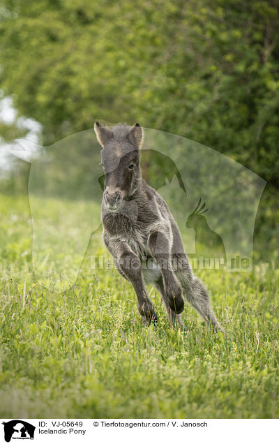 Islnder / Icelandic Pony / VJ-05649